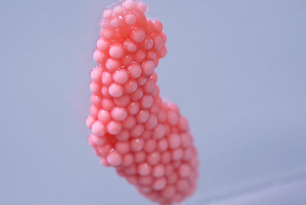 apple snail pink eggs